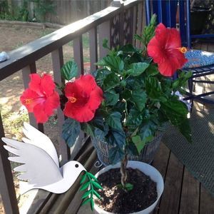 Meet your Posher, Hazel